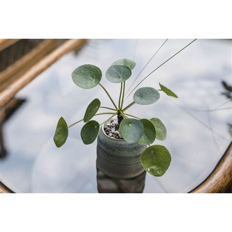 鏡面草水耕|打造完美室內綠洲：鏡面草栽培和照顧全攻略